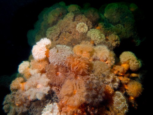 Wismar Bight, Mecklenburg-Vorpommern, Baltic Sea
Symbiotic community of plumose anemone (Metridium senile) on a shipwreck&#39;s hull; actinaria, anthozoa,biocoenosis, Baltic Sea, symbiosis, sea anemone, hexocorallia, plumose anemone, underwater, underwater photo, wreck, shipwreck<br />
Meer/Ozean, Ästuar/Lagune/Fjord, Fauna - Wirbellose, Biota - marin, Geographie - Gemäßigt
© Wolf Wichmann